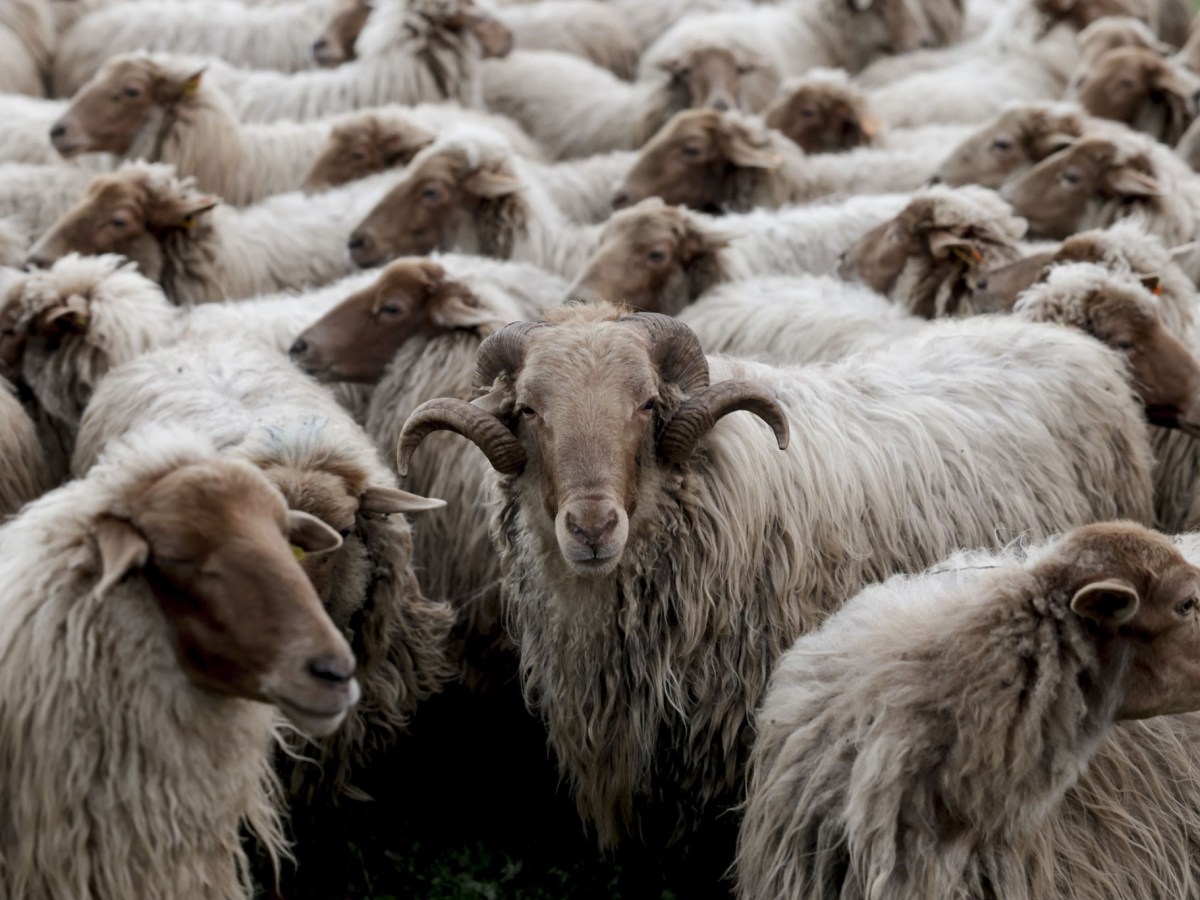 Há seis raças de ovelhas portuguesas à beira da extinção. Porquê?